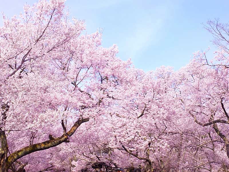 お花見は準備はこれでバッチリ 幹事さんの段取りと持ち物リスト Natulink