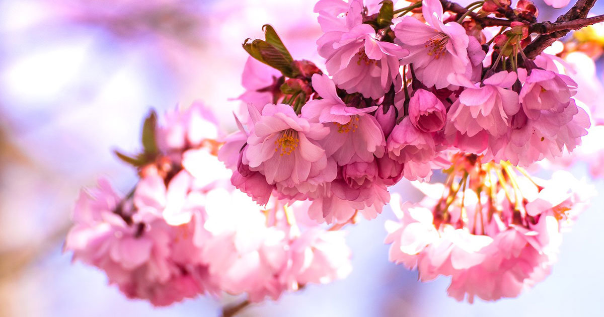 桜グッズで春を感じたい 桜モチーフがかわいい商品をご紹介 Natulink